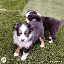 Micro Toy Size CKC Registered Miniature American Shepherd - Photo 2
