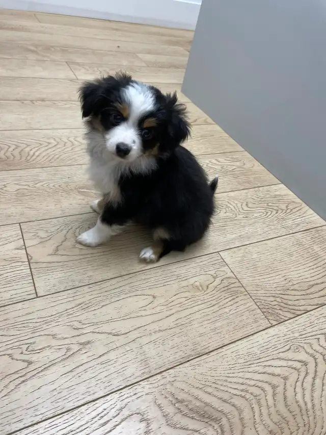 Micro Toy Size CKC Registered Miniature American Shepherd - Photo 3