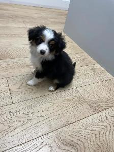 Micro Toy Size CKC Registered Miniature American Shepherd - Photo 3