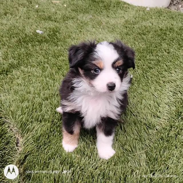 Micro Toy Size CKC Registered Miniature American Shepherd - Photo 4