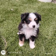 Micro Toy Size CKC Registered Miniature American Shepherd - Photo 4