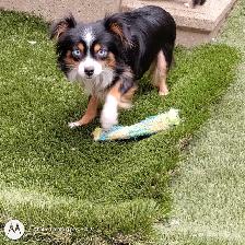 Micro Toy Size CKC Registered Miniature American Shepherd - Photo 5