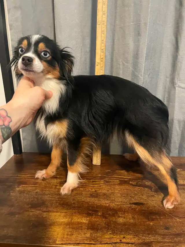 Micro Toy Size CKC Registered Miniature American Shepherd - Photo 7