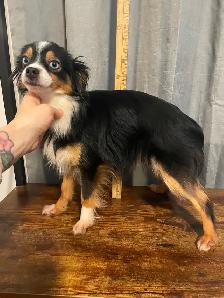 Micro Toy Size CKC Registered Miniature American Shepherd - Photo 7