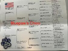 Micro Toy Size CKC Registered Miniature American Shepherd - Photo 8