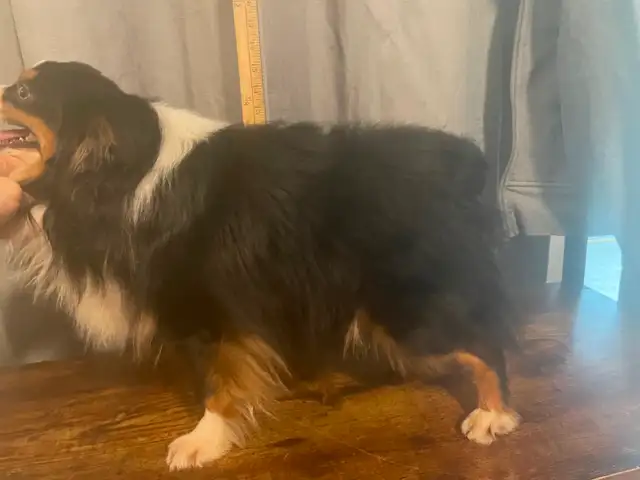Micro Toy Size CKC Registered Miniature American Shepherd - Photo 9