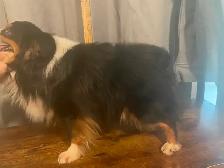 Micro Toy Size CKC Registered Miniature American Shepherd - Photo 9