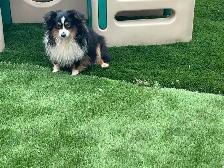 Micro Toy Size CKC Registered Miniature American Shepherd - Photo 10