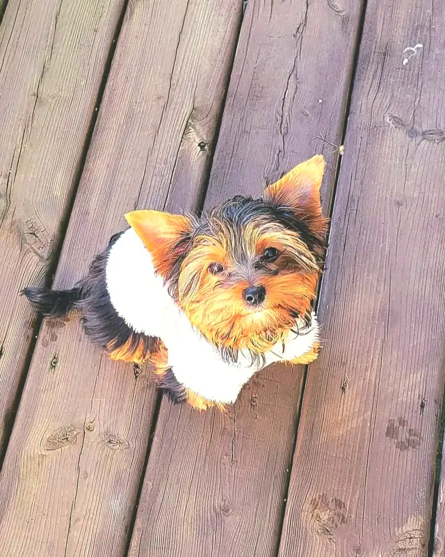 Lovely Yorkies ready to your beautiful forever home  ❤️ - Photo 2