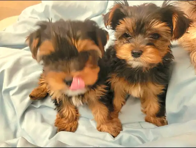 Lovely Yorkies ready to your beautiful forever home  ❤️ - Photo 3