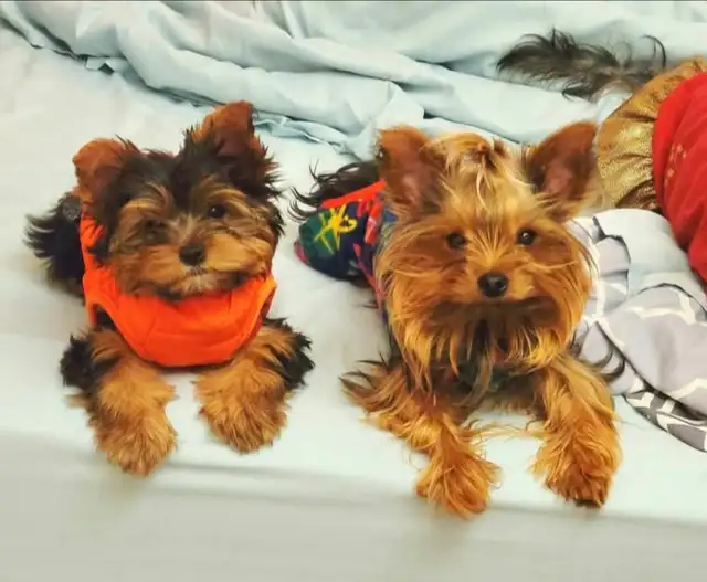 Lovely Yorkies ready to your beautiful forever home  ❤️ - Photo 4