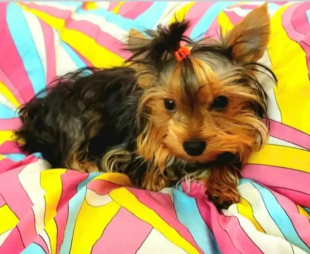Lovely Yorkies ready to your beautiful forever home  ❤️ - Photo 6