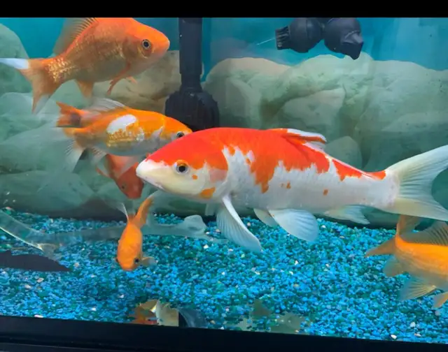 Large Koi