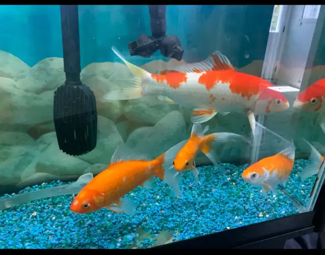 Large Koi - Photo 2