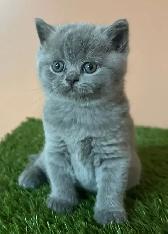 Adorable pure bred british short kittens