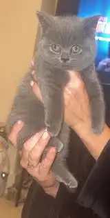 Adorable pure bred british short kittens - Photo 2