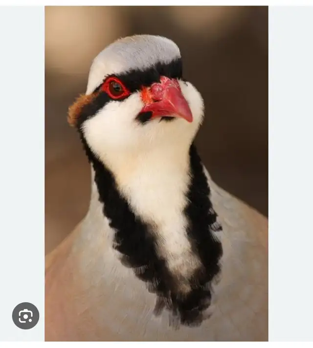 chucker Partridge