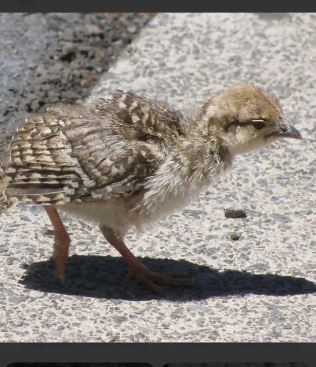 chucker Partridge - Photo 2