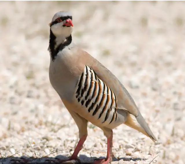 chucker Partridge - Photo 3