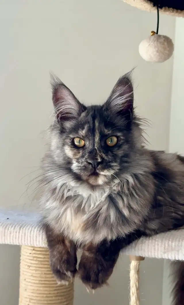 Maine Coon Kittens: Ready Now & July Reservation