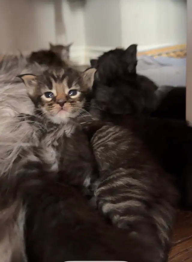Maine Coon Kittens: Ready Now & July Reservation - Photo 4