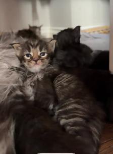 Maine Coon Kittens: Ready Now & July Reservation - Photo 4