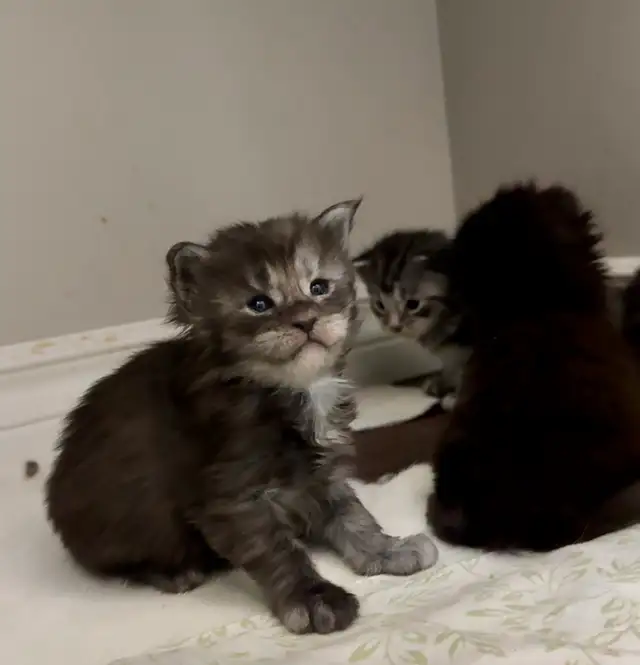 Maine Coon Kittens: Ready Now & July Reservation - Photo 5