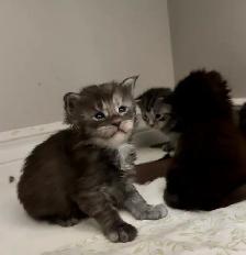 Maine Coon Kittens: Ready Now & July Reservation - Photo 5