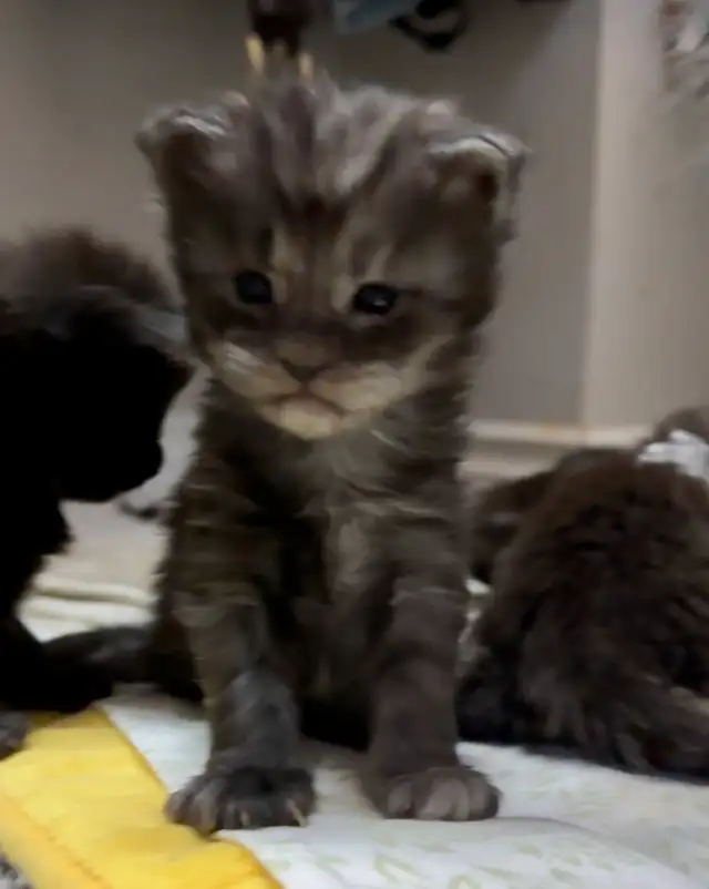 Maine Coon Kittens: Ready Now & July Reservation - Photo 6