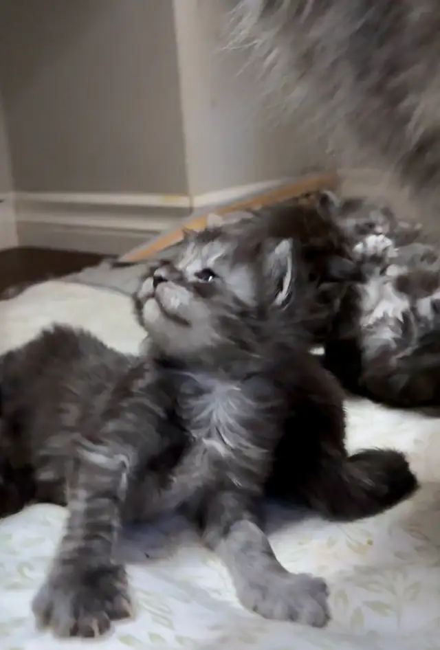 Maine Coon Kittens: Ready Now & July Reservation - Photo 7