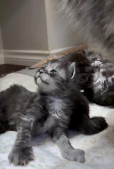 Maine Coon Kittens: Ready Now & July Reservation - Photo 7