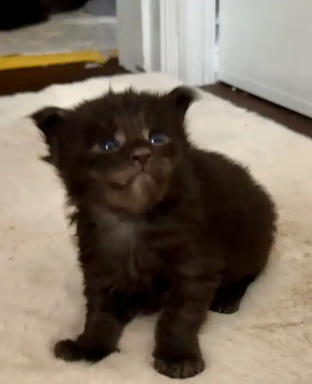 Maine Coon Kittens: Ready Now & July Reservation - Photo 8