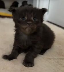Maine Coon Kittens: Ready Now & July Reservation - Photo 9