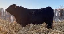 Simmental Bulls