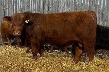 Simmental Bulls - Photo 2