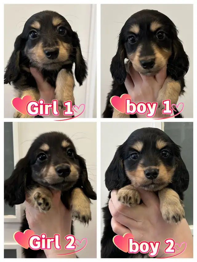 Purebred Long-Haired Rabbit Dachshund Puppies Available