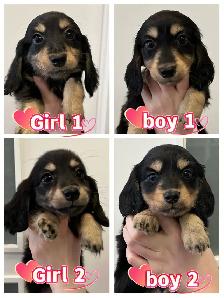 Purebred Long-Haired Rabbit Dachshund Puppies Available