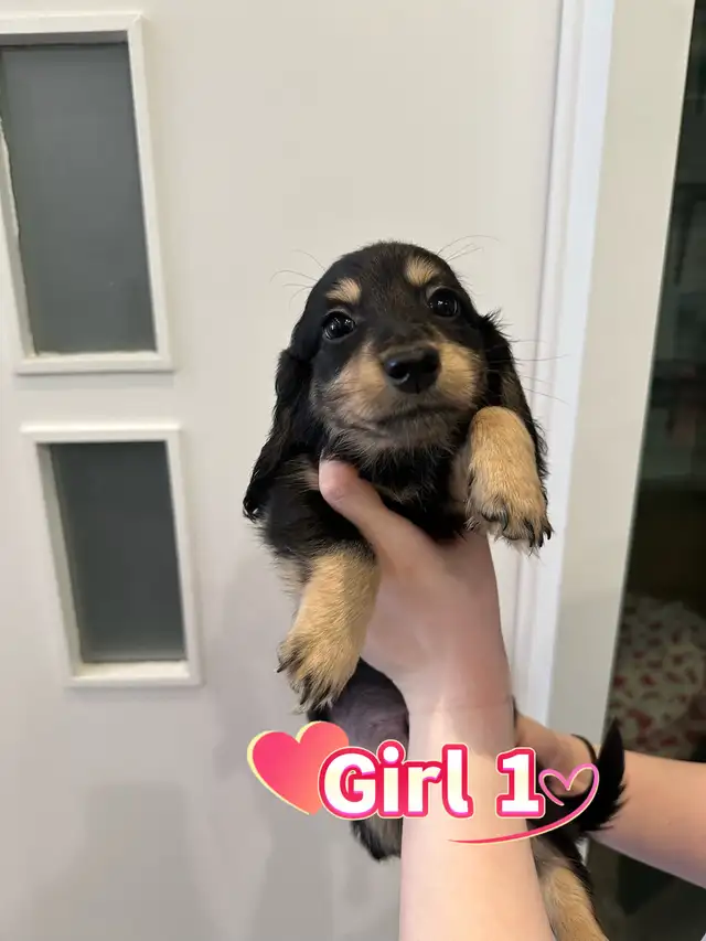 Purebred Long-Haired Rabbit Dachshund Puppies Available - Photo 2