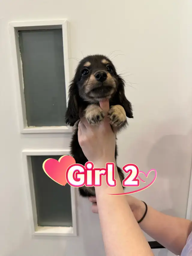 Purebred Long-Haired Rabbit Dachshund Puppies Available - Photo 3