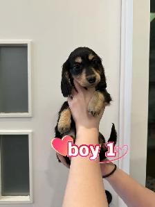 Purebred Long-Haired Rabbit Dachshund Puppies Available - Photo 4