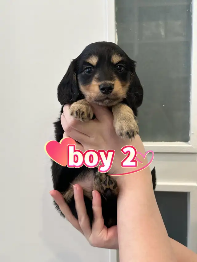 Purebred Long-Haired Rabbit Dachshund Puppies Available - Photo 5