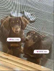 Purebred Long-Haired Rabbit Dachshund Puppies Available - Photo 6