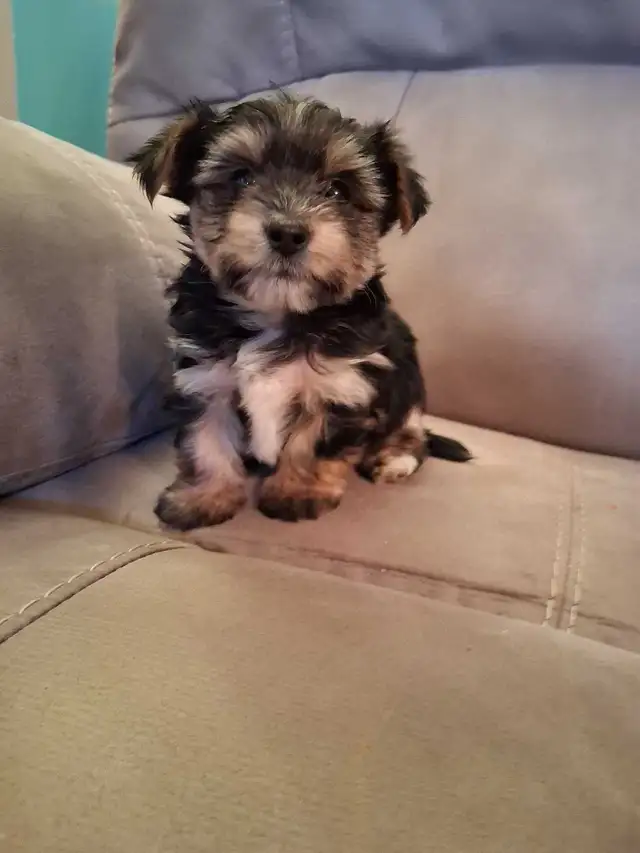 Sweet and Playful Yorkie Puppies (ready at 8 weeks)