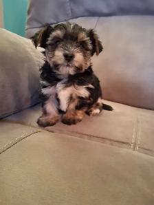 Sweet and Playful Yorkie Puppies (ready at 8 weeks)