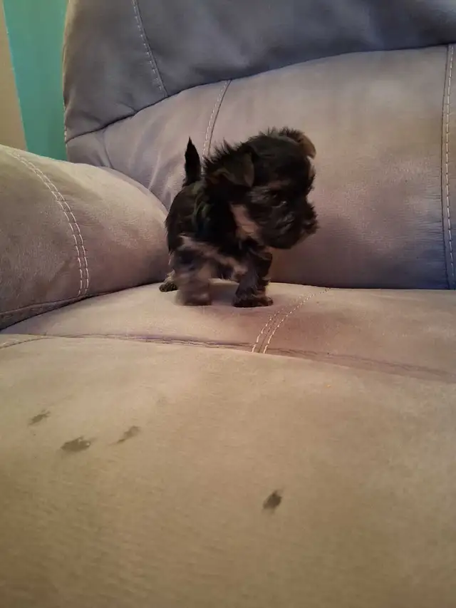 Sweet and Playful Yorkie Puppies (ready at 8 weeks) - Photo 2