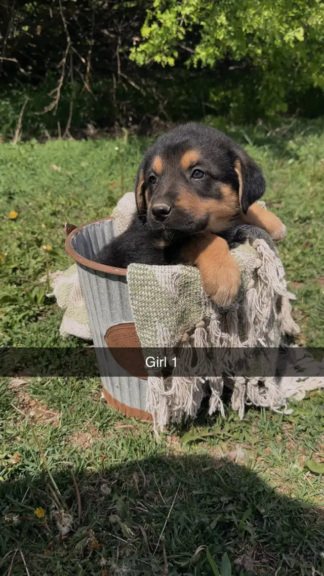 German shepherd/pyrenees/rottweiler mix
