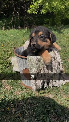 German shepherd/pyrenees/rottweiler mix