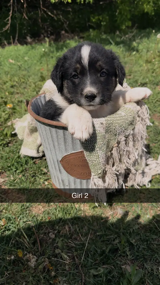 German shepherd/pyrenees/rottweiler mix - Photo 2