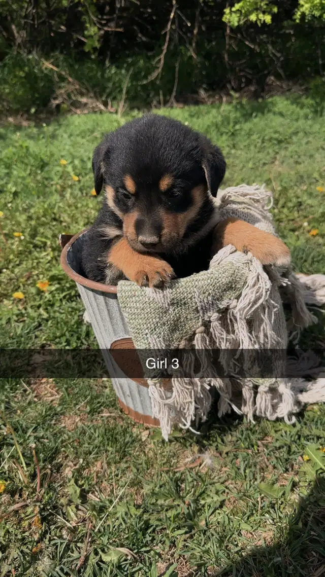 German shepherd/pyrenees/rottweiler mix - Photo 3