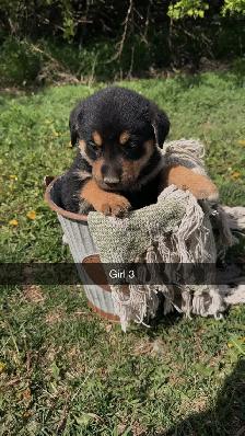 German shepherd/pyrenees/rottweiler mix - Photo 3